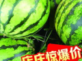 定州大瓜爆料视频,一场引人入胜的真相大曝光